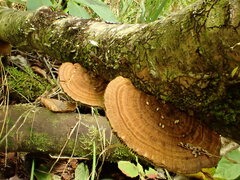 Trametes betulina