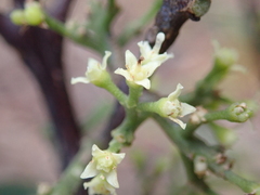 Comptonella drupacea