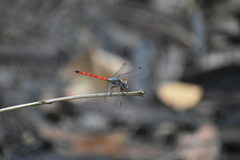 Lathrecista asiatica