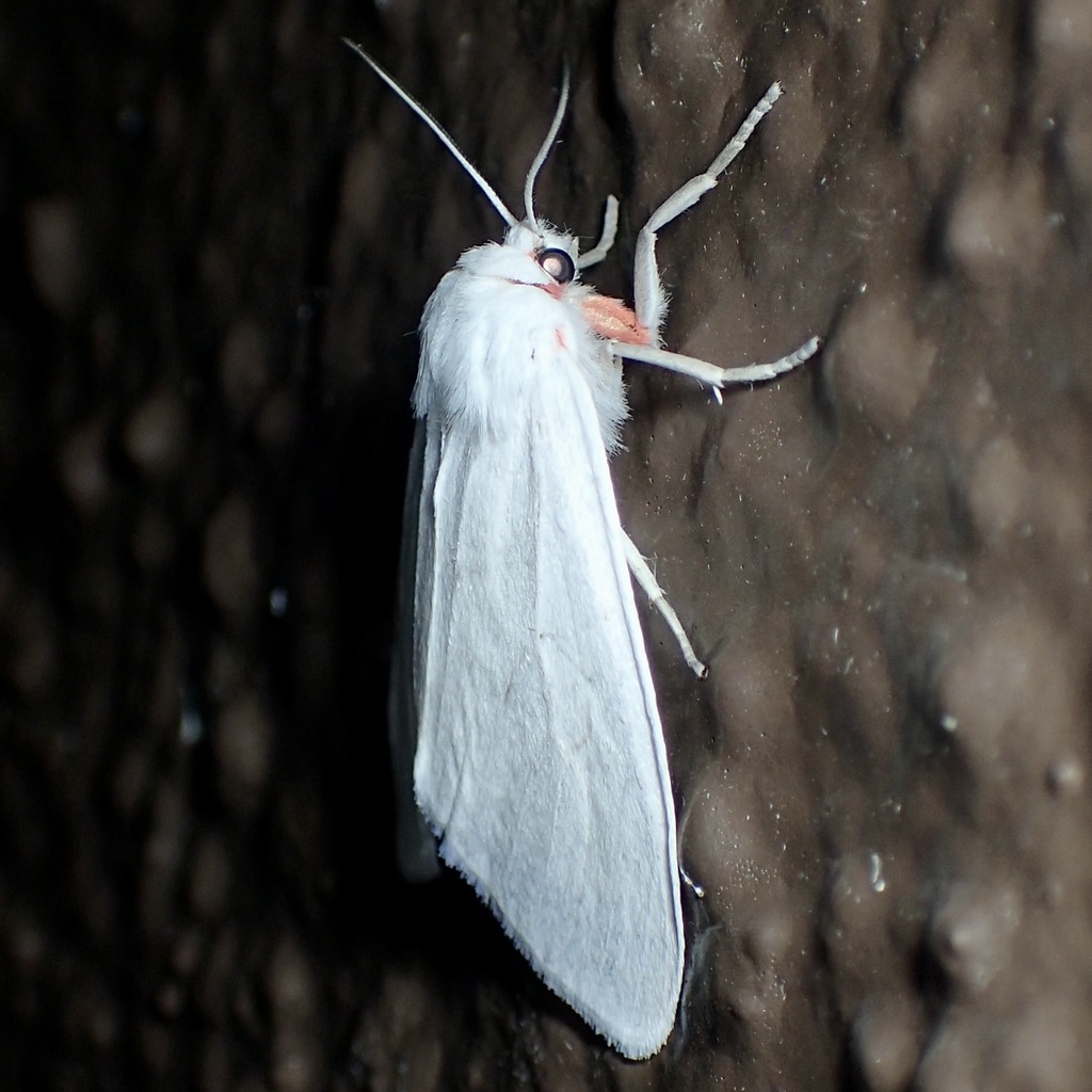 Elegant Tussock Moth