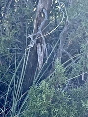 Juniperus pinchotii