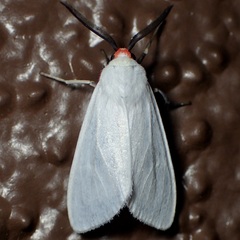 Pygarctia roseicapitis