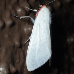 Pygarctia roseicapitis