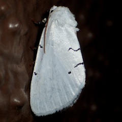 Hemioslaria pima