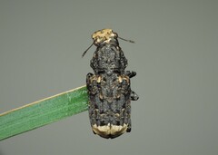 Platyrhinus resinosus