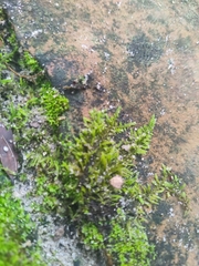 Physcomitrium pyriforme