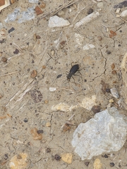 Cicindela punctulata