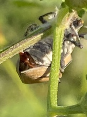 Diaprepes abbreviatus