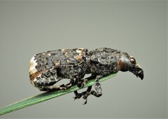 Platyrhinus resinosus