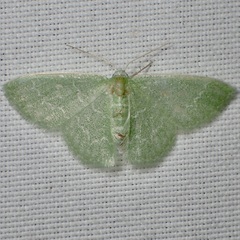Synchlora frondaria