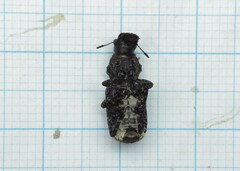 Platyrhinus resinosus