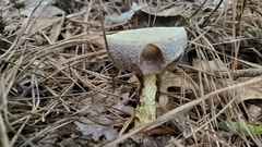 Austroboletus subflavidus