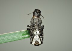 Platyrhinus resinosus