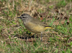 Acanthiza chrysorrhoa