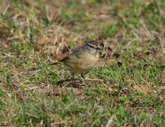 Acanthiza chrysorrhoa