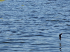 Tachycineta leucorrhoa