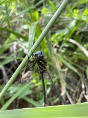 Rhionaeschna psilus
