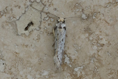 Philobota transversella