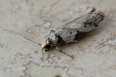Philobota transversella