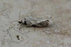 Philobota transversella