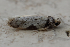 Philobota transversella
