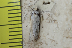 Philobota transversella