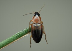 Stenolophus teutonus