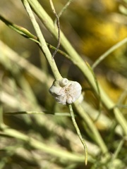 Rhopalomyia chrysothamni