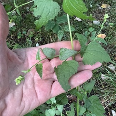 Fleischmannia incarnata