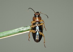 Stenolophus teutonus