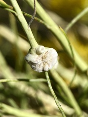Rhopalomyia chrysothamni