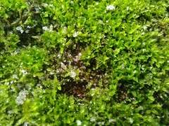 Physcomitrium pyriforme