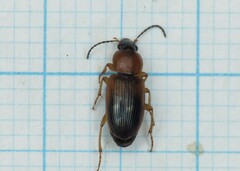 Stenolophus teutonus