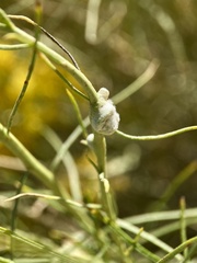 Rhopalomyia chrysothamni