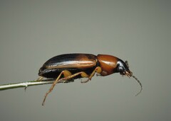 Stenolophus teutonus