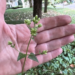 Fleischmannia incarnata