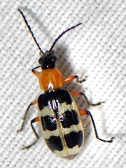 Paranapiacaba tricincta