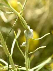 Rhopalomyia chrysothamni