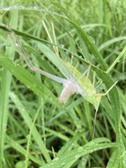 Euconocephalus varius