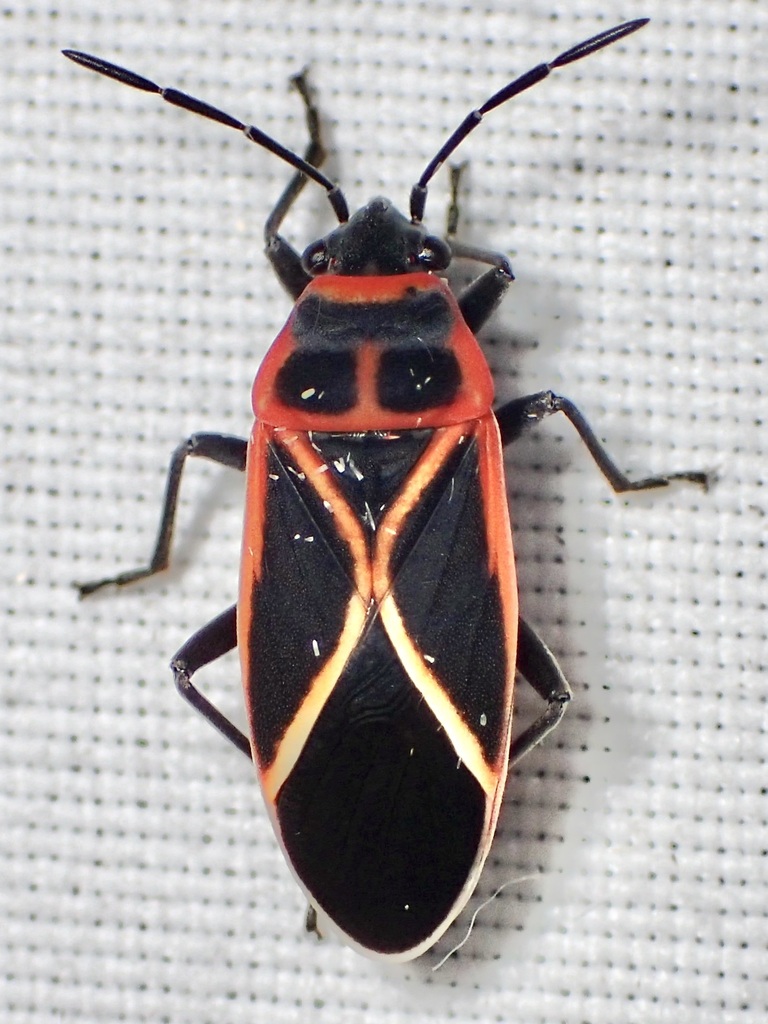 Ochrostomus uhleri