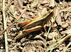 Melanoplus bivittatus