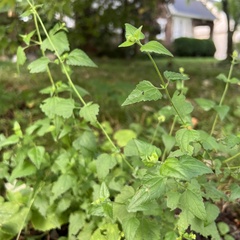 Fleischmannia incarnata