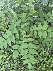 Sorbus decora