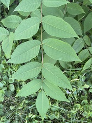 Sorbus decora