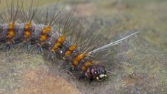 Erebidae