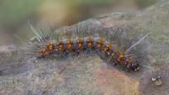 Erebidae