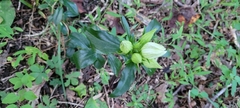 Gentianeae