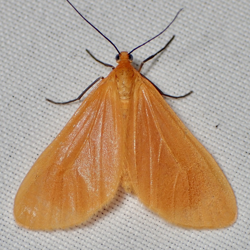 Orange Beggar