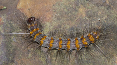 Erebidae