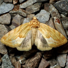 Cirrhophanus dyari